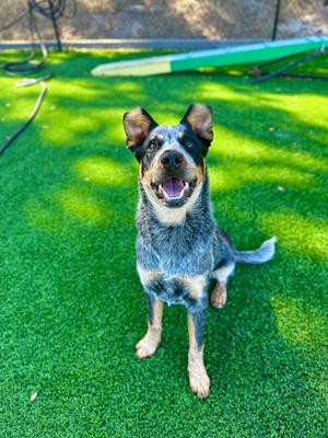 Rosco, Cattle Dog, adult, available for adoption