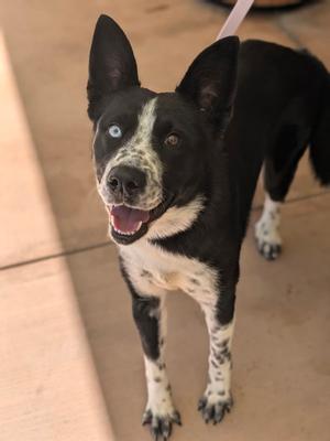 Karomi, Border Collie / Siberian Husky, young, available for adoption