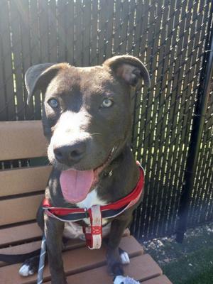 Juniper, American Pit Bull Terrier, young, available for adoption