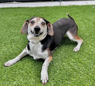 Kyle, Beagle / Chihuahua, adult, available for adoption