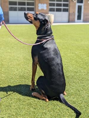 Cinna, Catahoula Leopard Dog / Doberman Pinscher, adult, available for adoption