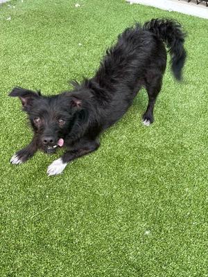 Mazzie, Terrier, adult, available for adoption