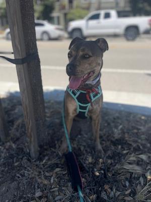 Jayla, Staffordshire Bull Terrier / Chihuahua, adult, available for adoption