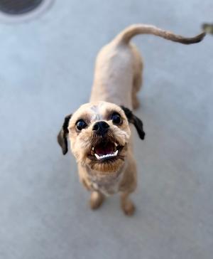 Chewy, Poodle (Miniature) / Maltese, adult, available for adoption