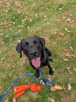 A black dog sitting on grass with a blue leash and an orange toy nearby.