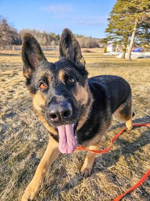Java, German Shepherd Dog, adult, available for adoption