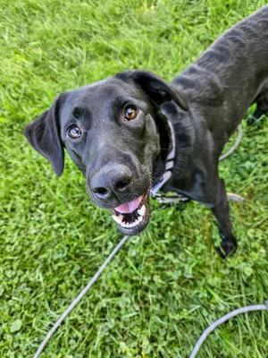 Ember, Labrador Retriever, young, available for adoption