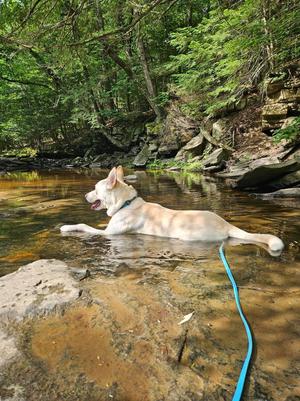 Prada, Husky / German Shepherd Dog, adult, available for adoption