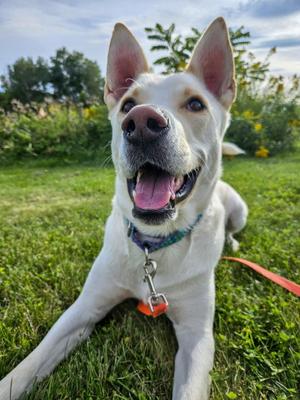 Neo, Husky / German Shepherd Dog, adult, available for adoption