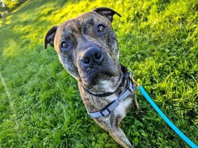 Floyd, Pit Bull Terrier, adult, available for adoption