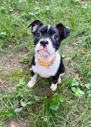 Alani, French Bulldog, puppy, available for adoption