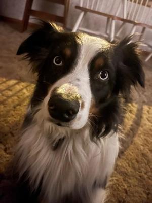 Zeppelin, Australian Shepherd, adult, available for adoption