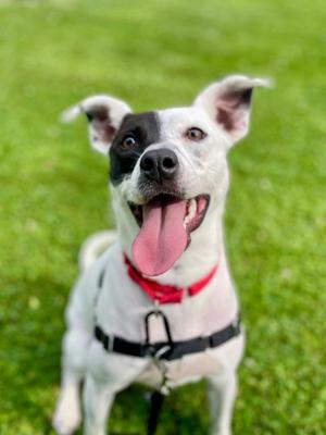 Stella, Terrier, young, available for adoption