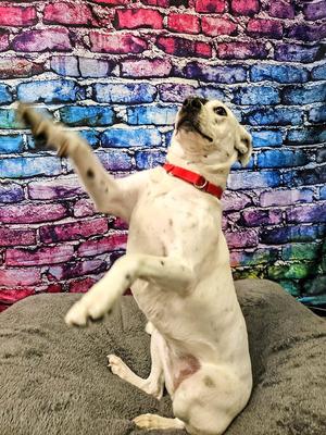Stella, Terrier, young, available for adoption