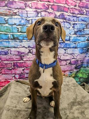 Lincoln, Hound, puppy, available for adoption
