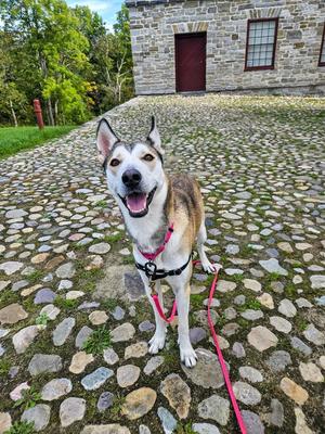 Kira, Husky, adult, available for adoption