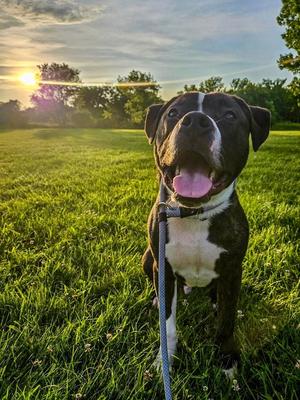 Louis, Pit Bull Terrier, young, available for adoption