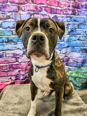 Louis, Pit Bull Terrier, young, available for adoption
