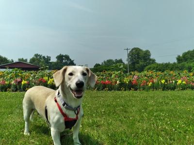 Betsy, Hound / Dachshund, adult, available for adoption
