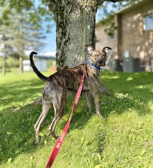 Remi Blue, Pit Bull Terrier, young, available for adoption