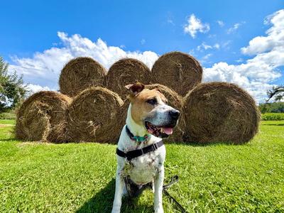 Wally, Hound / Pit Bull Terrier, adult, available for adoption