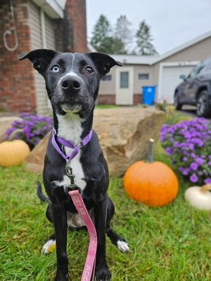 Liberty, Hound, young, available for adoption