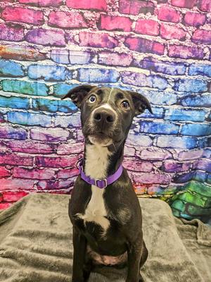 Liberty, Hound, puppy, available for adoption