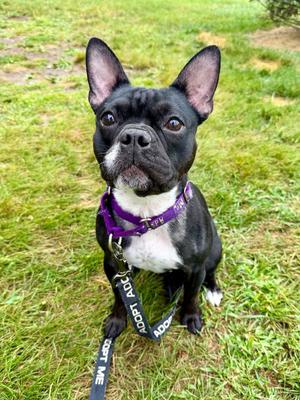 Nala, French Bulldog, young, available for adoption