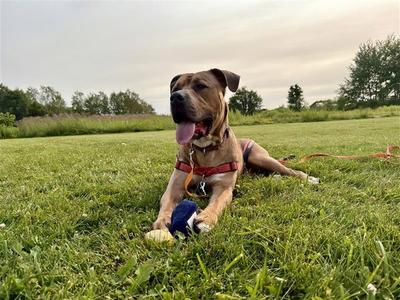 Zeus, Pit Bull Terrier, adult, available for adoption