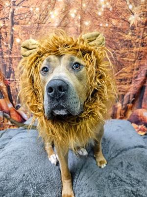 Zeus, Pit Bull Terrier, adult, available for adoption
