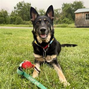 Freya, German Shepherd Dog, adult, available for adoption