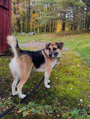 Augie, German Shepherd Dog / Husky, adult, available for adoption