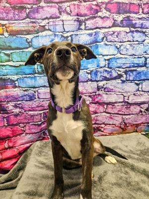 Glory, Hound, puppy, available for adoption