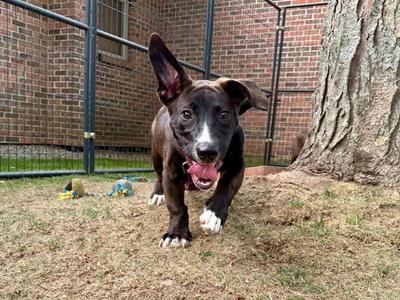 Franklin, Hound, puppy, available for adoption
