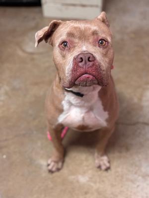 Daisy (Melissa), Pit Bull Terrier, senior, available for adoption