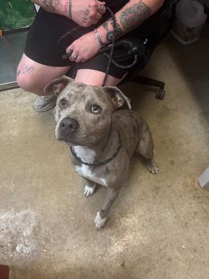 Bluey, Pit Bull Terrier, young, available for adoption