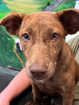 Applebarks, Pit Bull Terrier, puppy, available for adoption