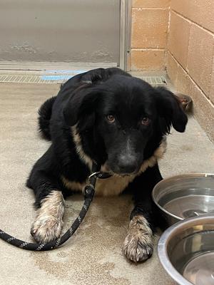 Bobby, Border Collie, adult, available for adoption