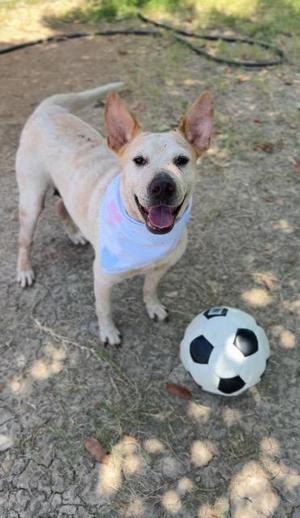 Betty, Australian Cattle Dog/Blue Heeler, young, available for adoption