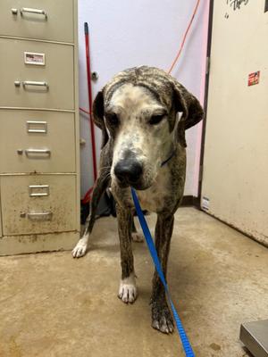 Balerion, Great Dane, young, available for adoption