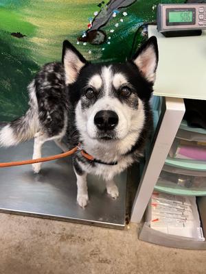Boeing, Siberian Husky, senior, available for adoption