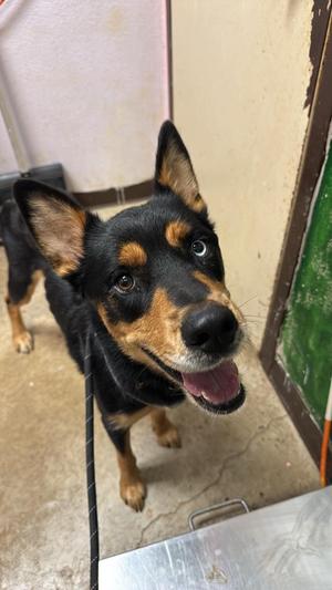 Aura, Rottweiler/Siberian Husky, adult, available for adoption