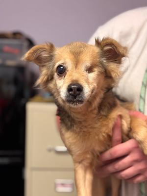 CLEO, Chihuahua/Terrier, senior, available for adoption
