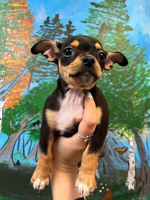 Bean (Pebble), Chihuahua/Pug, puppy, available for adoption