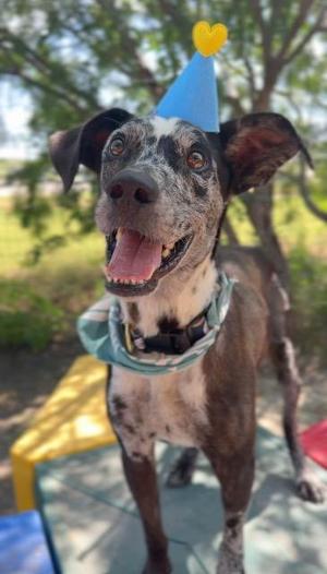 Cookies n Cream, Catahoula Leopard Dog/Retriever, adult, available for adoption