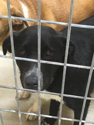 Artemis, Labrador Retriever/Heeler, senior, available for adoption