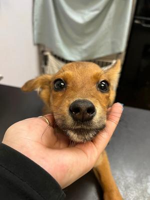Champ, Labrador Retriever, puppy, available for adoption