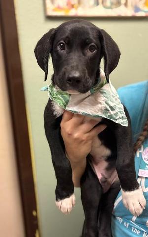 Corn Nugget, Labrador Retriever, puppy, available for adoption