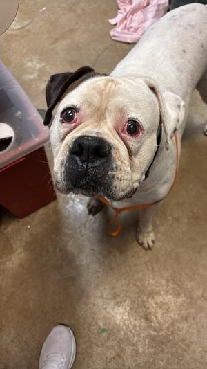 Butch, American Bulldog, senior, available for adoption