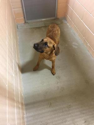 Apache (Amanda), Shepherd, adult, available for adoption